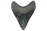 Bargain, Fossil Megalodon Tooth - South Carolina #371770-2
